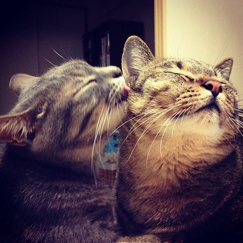 CATANIST