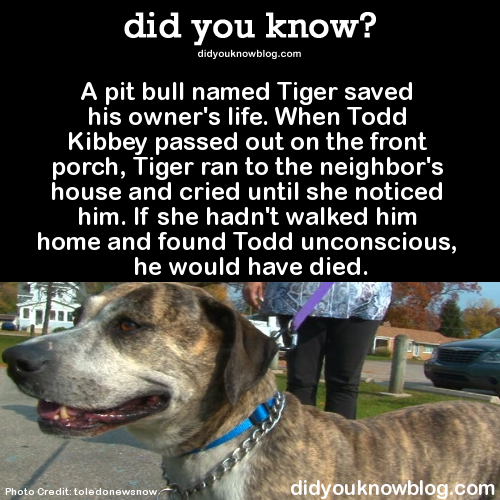 did-you-kno:  A pit bull named Tiger saved his owner’s life. When Todd Kibbey passed