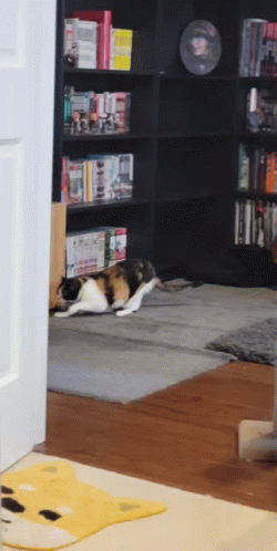 @dollybeagle Asked: Boards You Say?? Could You Make A Cat Related Stimboards With Paw-kneading, With
