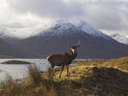 pagewoman:   Stag in Highlands of Scotland by Rex
