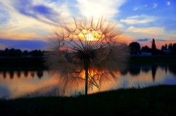 superbnature:  Dandelion by phaedra http://ift.tt/1w0ByB1