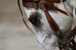 saddlesandspurs:  (x)  Why are everyone&rsquo;s headstalls so pretty? Not Fair!