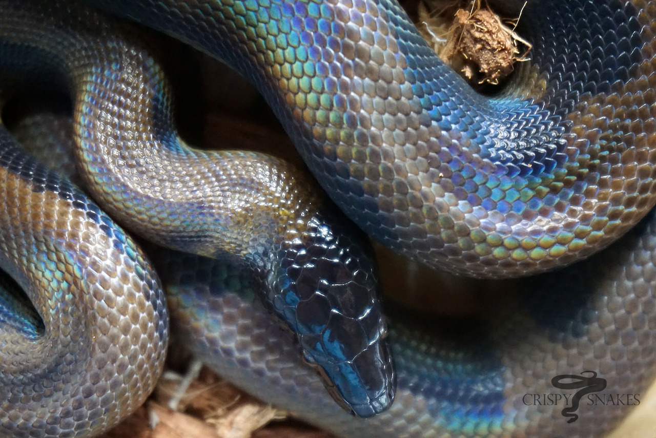 Gin - Bismarck Ringed python (bothrochilus boa)