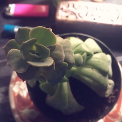 That-Witchy-Gentleman:  I Had A Plant Named Regina, And I Took Care Of Her As Well