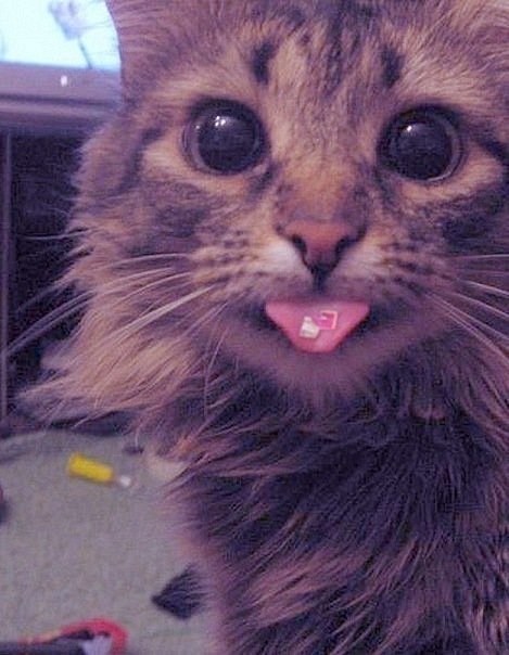 faltariamaspuntocom:  Gato drogata