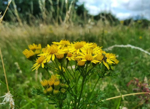 Wildflowers &amp; pollinators