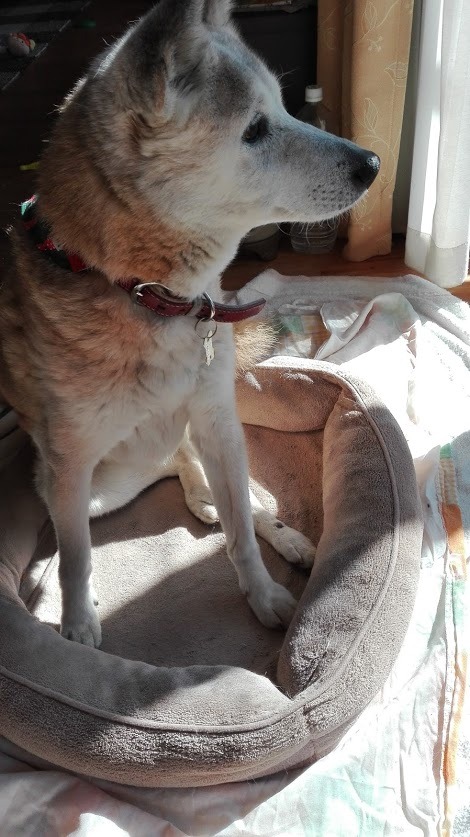 ご連絡 実家の雑種犬こと うに について タイトルで察して頂いた通りです むきりょくかん ご連絡 実家の雑種犬こと うに について タイトルで察して頂いた通りです むきりょくかん
