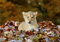 wildphilosoraptor:  animal-diversity:     Lion cub playing in leaves   Dying 