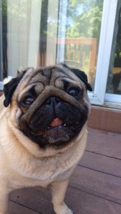 so it’s a very happy pug