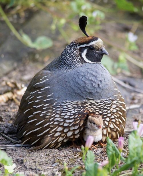 A baby California Quail peeking out from under his dad’s feathers