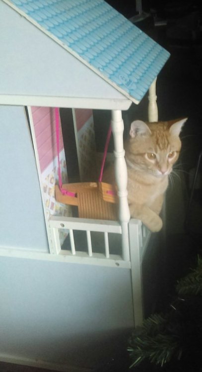 thepurpleotakutrashcan:My cat Parker likes to hang out in this old doll house.