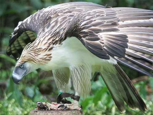 traversefamilypicnic:  iguanamouth:  man who cares about bald eagles have you ever seen a harpy eagle  or an african crowned eagle  or the crested eagle  the little eagle  the philippine eagle  black and white hawk eagle  and the bateleur eagle   eags