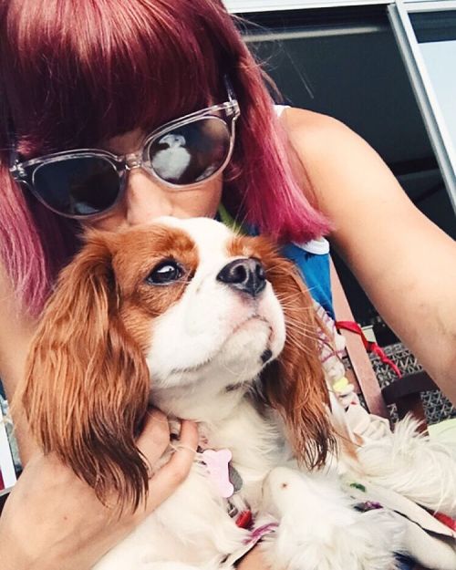 Puppy Love #pinkhair #purplehair #baileynelson #puppy #beagle #beaglier #cavalierkingcharlesspaniel 