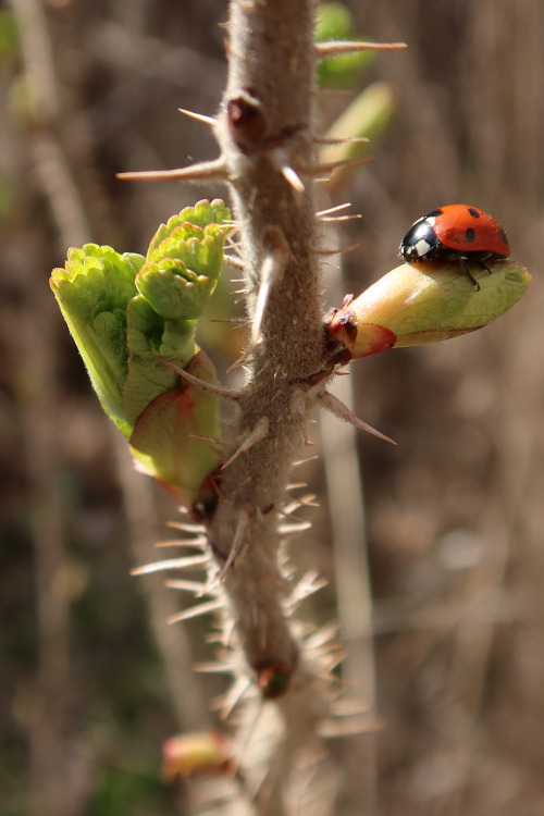 Coccinellidae — ladybirds a.k.a. ladybugs Rosa rugosa — rugosa rose