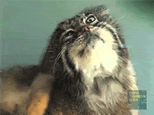 babretooth:Because the pallas cat is my spirit animal. Gifs by me!