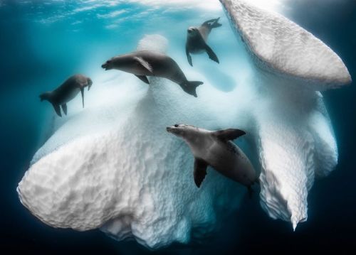 Awesome-Picz:  The Winners Of The 2020 Underwater Photographer Of The Year Contest