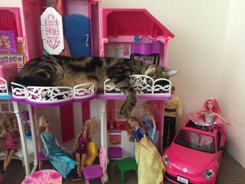 catasters:“Who Invited Sleeping Beauty To The Party?”Photo via Imgur