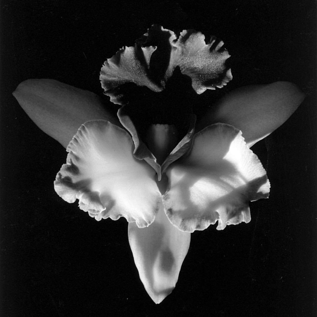 sornmag:  Robert Mapplethorpe | Orchid, 1985 