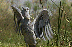 whiny-sugar-glider:   BBC Earth - Africa         Shoebills are awesome.       Dinosaauuurss