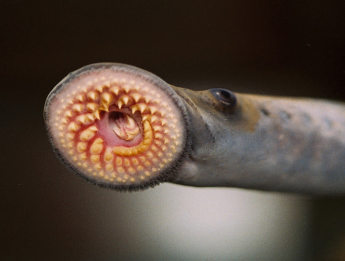 realmonstrosities: Lampreys must have one of the most famous mouths in the world. Even if you’