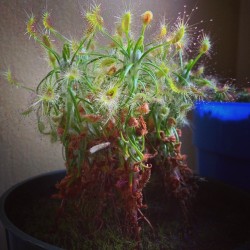 indefenseofplants:  Drosera scorpioides of