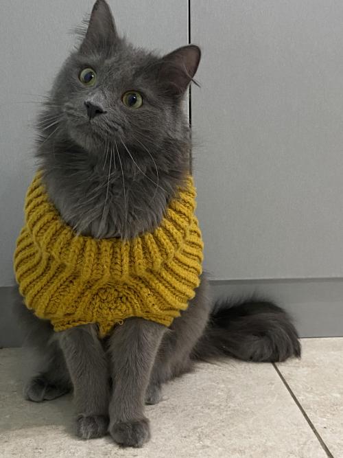 startplaysmile:I jokingly asked my mom to knit a sweater for my cat. she took it