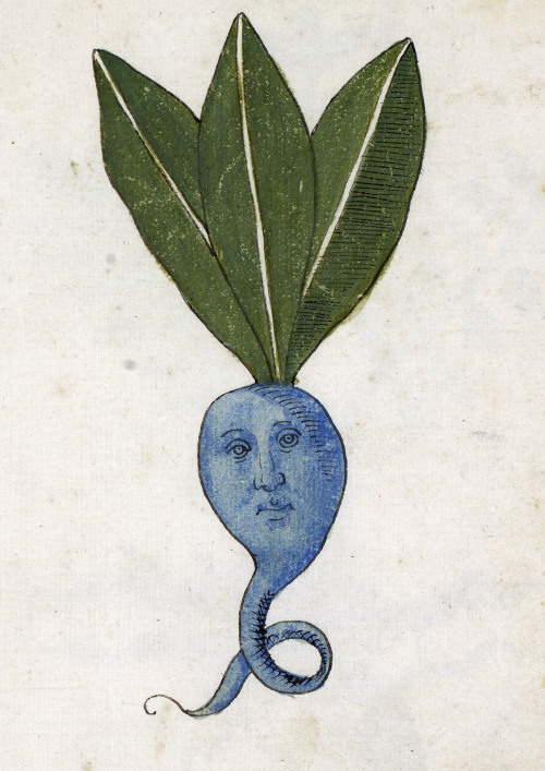 no1fan15: discardingimages: blue root herbal, Italy 15th century Philadelphia, University of Pennsyl