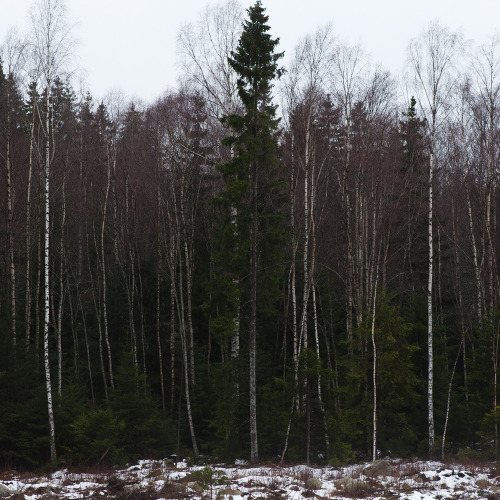 Gustaf Emanuelsson 