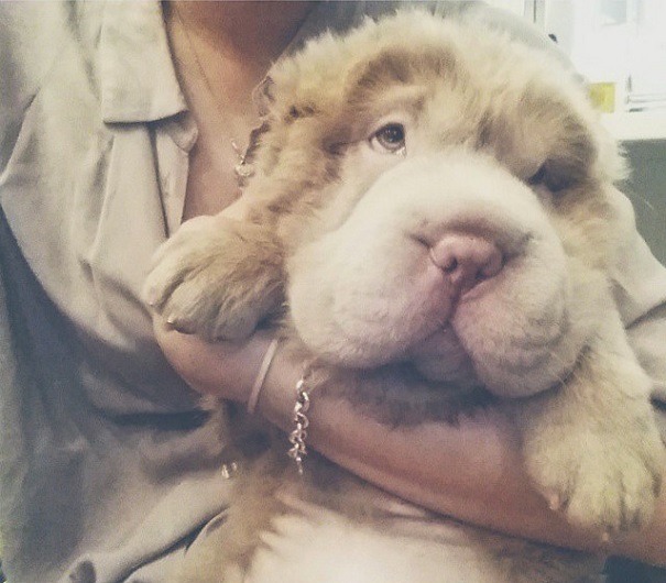 mymodernmet:  Meet Tonkey, an Adorable Shar-Pei Puppy That Looks Like a Cuddly Teddy