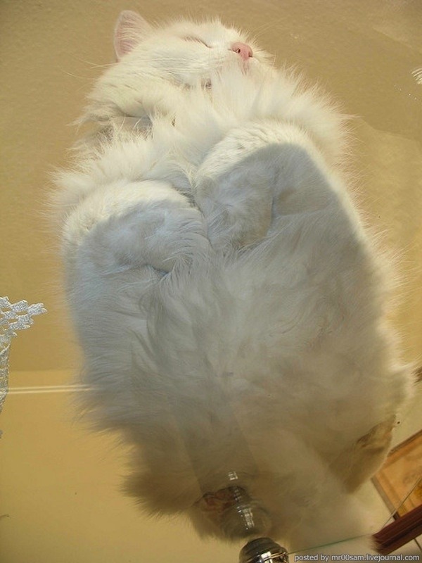 lazulisong:  always reblog cats on glass tables 
