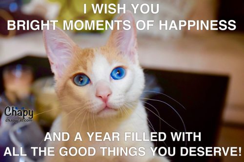 cat-overload: Happy New Year Cat-lovers!cat-overload.tumblr.com source: i.imgur.com/7bUJKiLh.