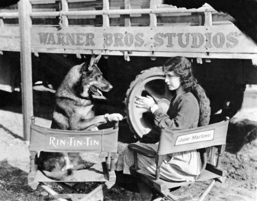 famedogs:  Rin Tin Tin (September 1918 - August 10, 1932) Rin Tin Tin, nicknamed Rinty, is probably 