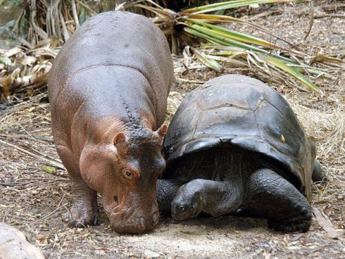 ハムスター速報：赤ちゃんカバと親友の１３０歳のカメ  130-year-old turtle best friend and baby hippopotamus