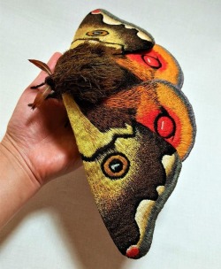 sosuperawesome: Moth and Butterfly Fibre