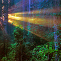 hippiepeacefreaks:  evening, in a redwood forest photo by M D Vaden  Is this heaven?