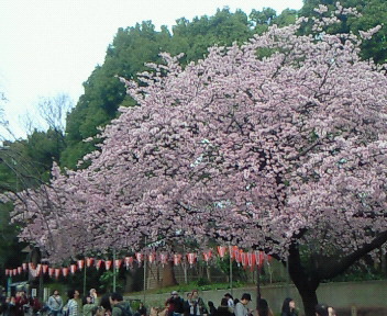 上野　大彼岸桜　3月18日March 18, 2015 Ohhigan-Zakura (Sakura) at Ueno Tokyo