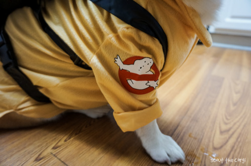 utf2005:gatsbyadventures:Who you gonna call?Corgbusters!Ray, when someone asks if you’re a dog, you 