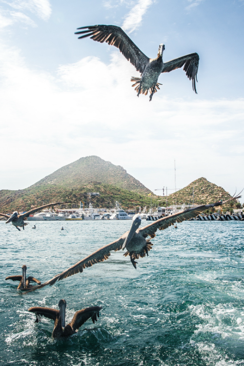 tulipnight: Pelicans flying, Cabo San Lucas Mexico by Ryan Parrilla