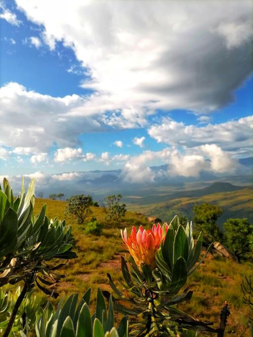 oneshotolive:  Sterkfontein Dam Nature Reserve,