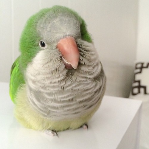 coinfarts:This bird looks like a good listener &amp; a compassionate friend 