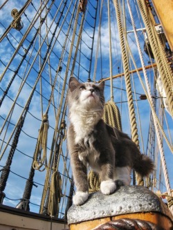 thistleburr:  Ditty, our ship cat, looking magnificent and nautical. 