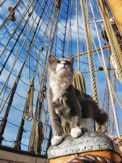 thistleburr:Ditty, our ship cat, looking magnificent and nautical.Now available as a print in my onl