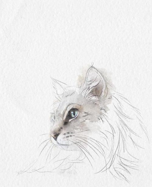 Custom Cat Portrait //bymillustrations