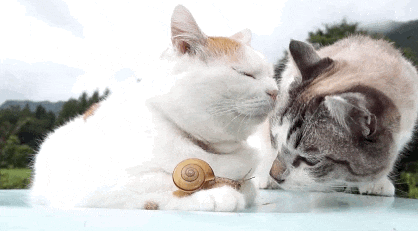 adviceforvegans: 	This might be the most unusual interspecies family we’ve ever