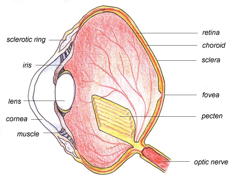 Avian Eye Anatomy
The eye structure of Avian species resemble and differ from eye structures of mammalian species. For instance, both species have the same main components in the eye that share the same functions, although some might differ in...