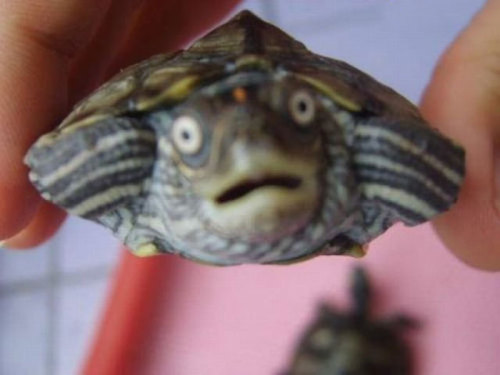 abraintumorforbreakfast:sweetleaf27:boredpanda:Astonished Animals Who Are Freaked Out By What’