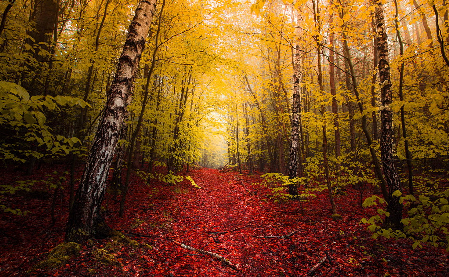 drxgonfly: Fog (by Mirko Fikentscher)