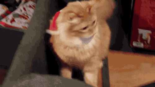 gifsboom:  Orange Tabby Cat Can’t Shake Off His Santa Hat.   That cat is going to get side-lash!!