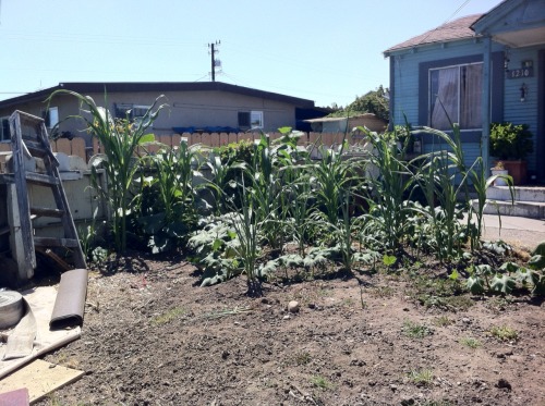 thinkmexican:  Mexicans Continue Corn Planting Tradition  Throughout the Eastside of Salinas, and many other Mexican communities in the United States, the tradition of planting corn continues. Whether it’s a small milpa in the backyard or a couple of