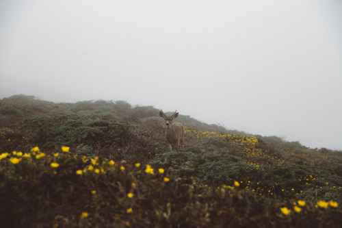 Porn photo 90377: Point Reyes Wildlife by Jenni Jacobus